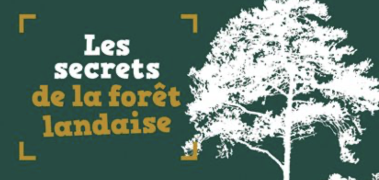 La sylviculture du pin maritime expliquée aux enfants