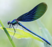 Animation Libellules des lagunes 2021