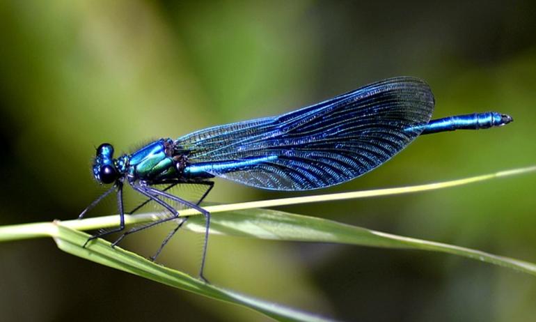 Les libellules des Lagunes