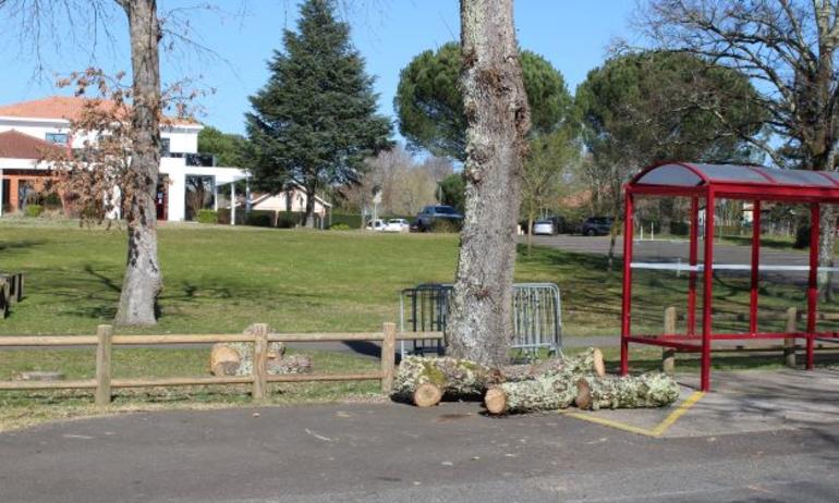 Abattage et reboisement de chênes